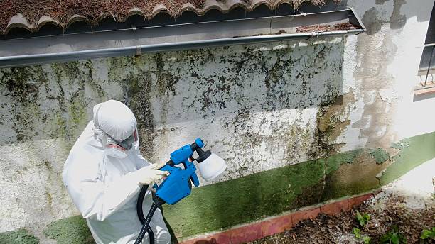 Top rated local Mold Remediation specialists in Wildwood, FL